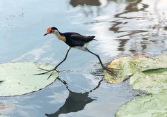 Comb-crested Jacana